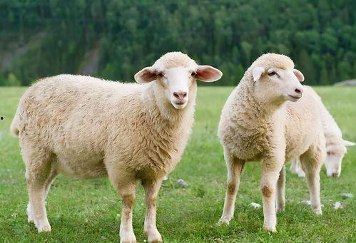 吃瓜娱乐酱羊羊